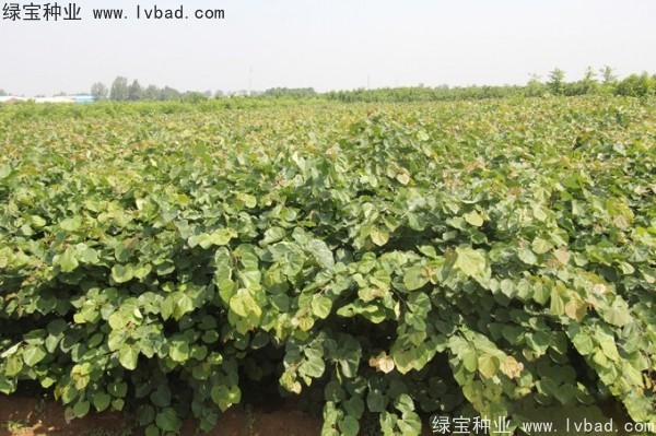 <a href='https://www.lvbad.com/linmuzhongzi/1845.html' target='_blank'>巨紫荆种子</a> 巨<a href='https://www.lvbad.com/linmuzhongzi/1760.html' target='_blank'>紫荆种子</a>