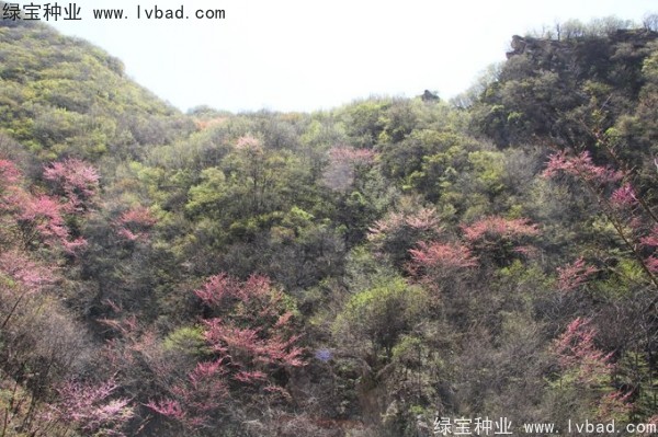 巨<a href='https://www.lvbad.com/linmuzhongzi/1760.html' target='_blank'>紫荆种子</a> <a href='https://www.lvbad.com/linmuzhongzi/1845.html' target='_blank'>巨紫荆</a><a href='https://www.lvbad.com/' target='_blank'>种子</a>