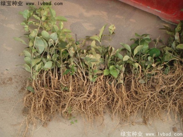 <a href='https://www.lvbad.com/linmuzhongzi/1846.html' target='_blank'>流苏种子</a>