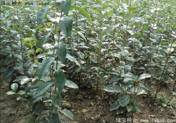 <a href='https://www.lvbad.com/linmuzhongzi/1846.html' target='_blank'>流苏种子</a>