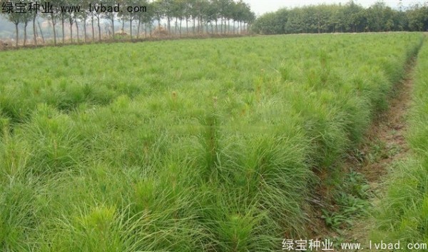 <a href='https://www.lvbad.com/linmuzhongzi/1847.html' target='_blank'>美国松种子</a>