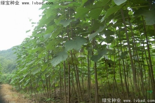 泡桐<a href='https://www.lvbad.com/' target='_blank'>种子</a>