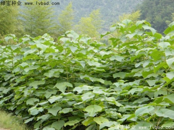 泡桐<a href='https://www.lvbad.com/' target='_blank'>种子</a>