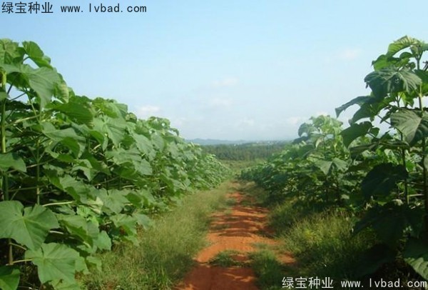 <a href='https://www.lvbad.com/linmuzhongzi/1848.html' target='_blank'>泡桐种子</a>