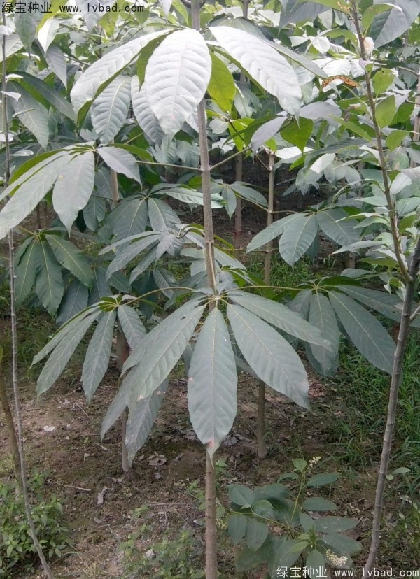 七叶树种子