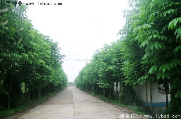 七叶树种子
