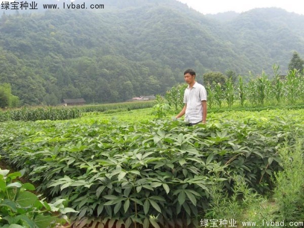 <a href='https://www.lvbad.com/linmuzhongzi/1849.html' target='_blank'>七叶树种子</a>