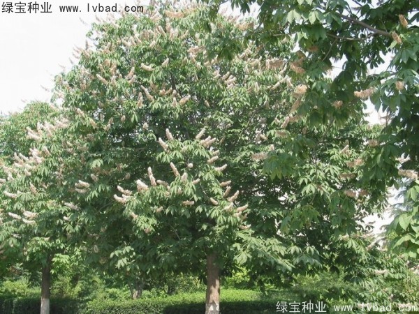 七叶树种子
