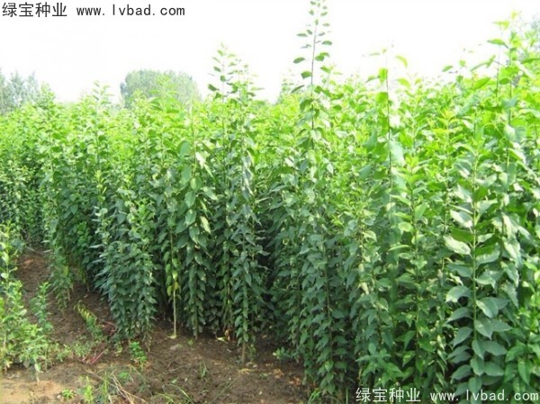 <a href='https://www.lvbad.com/linmuzhongzi/1850.html' target='_blank'>丝棉木种子</a> <a href='https://www.lvbad.com/linmuzhongzi/1850.html' target='_blank'>丝棉木种子</a>