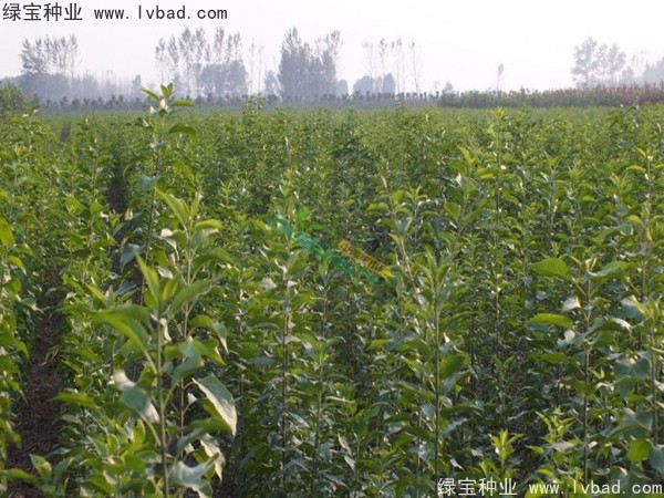 <a href='https://www.lvbad.com/linmuzhongzi/1850.html' target='_blank'>丝棉木种子</a> <a href='https://www.lvbad.com/linmuzhongzi/1850.html' target='_blank'>丝棉木种子</a>