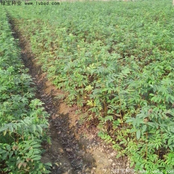 铜钱柳种子