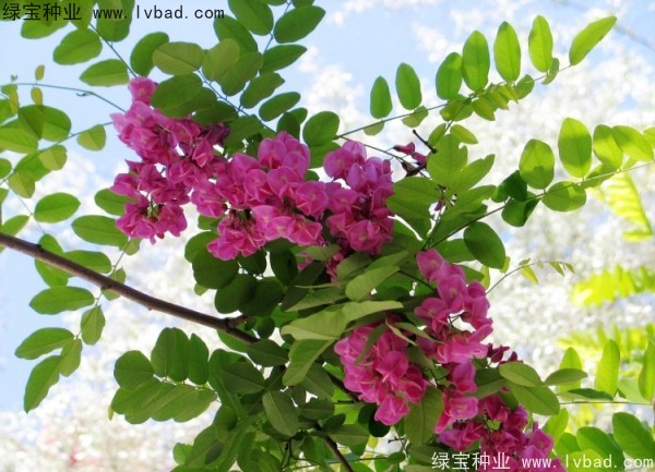 <a href='https://www.lvbad.com/linmuzhongzi/1852.html' target='_blank'>香花槐种子</a>