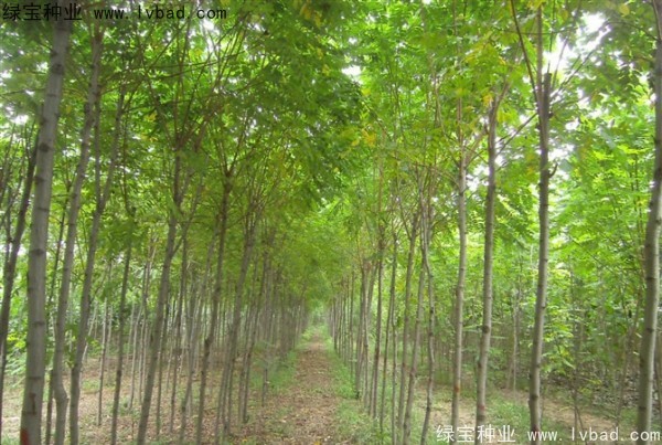 <a href='https://www.lvbad.com/linmuzhongzi/1852.html' target='_blank'>香花槐种子</a>