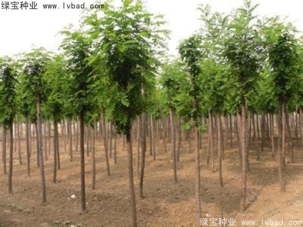 <a href='https://www.lvbad.com/linmuzhongzi/1852.html' target='_blank'>香花槐</a><a href='https://www.lvbad.com/' target='_blank'>种子</a>