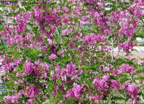 香花槐<a href='https://www.lvbad.com/' target='_blank'>种子</a>