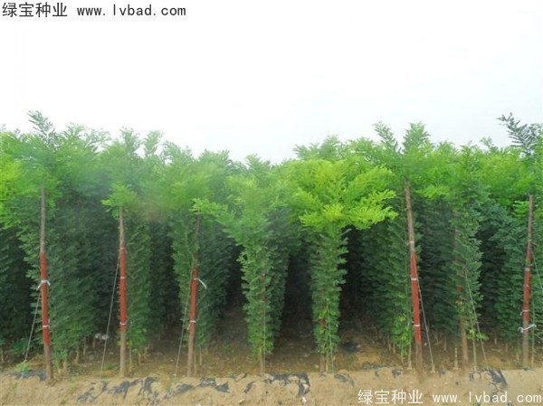 <a href='https://www.lvbad.com/linmuzhongzi/1852.html' target='_blank'>香花槐种子</a>