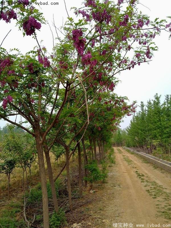 香花槐种子