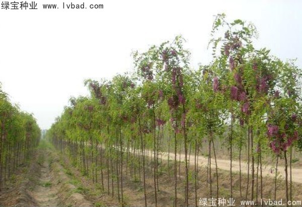 香花槐种子
