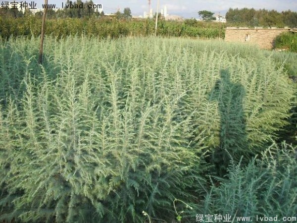 <a href='https://www.lvbad.com/linmuzhongzi/1853.html' target='_blank'>雪松种子</a>
