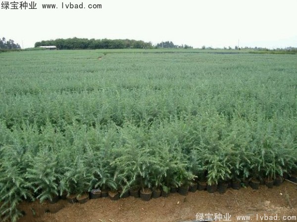 <a href='https://www.lvbad.com/linmuzhongzi/1853.html' target='_blank'>雪松种子</a>