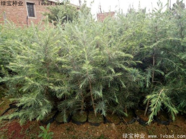 雪松种子