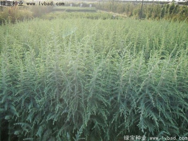 雪松种子