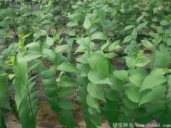 <a href='https://www.lvbad.com/linmuzhongzi/1854.html' target='_blank'>榆树种子</a>