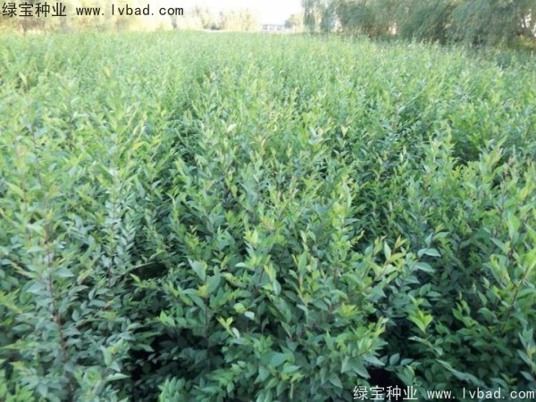<a href='https://www.lvbad.com/linmuzhongzi/1854.html' target='_blank'>榆树种子</a>