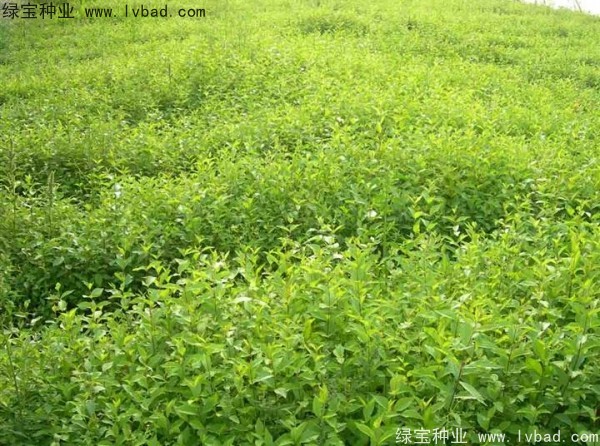 榆树<a href='https://www.lvbad.com/' target='_blank'>种子</a>
