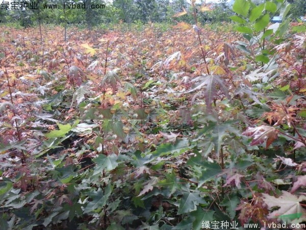 <a href='https://www.lvbad.com/linmuzhongzi/1855.html' target='_blank'>元宝枫</a><a href='https://www.lvbad.com/' target='_blank'>种子</a>