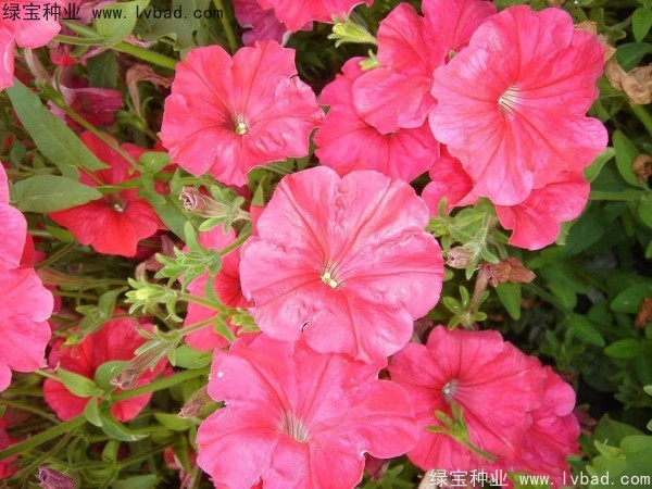 <a href='https://www.lvbad.com/caohuazhongzi/1017.html' target='_blank'>矮牵牛种子</a>