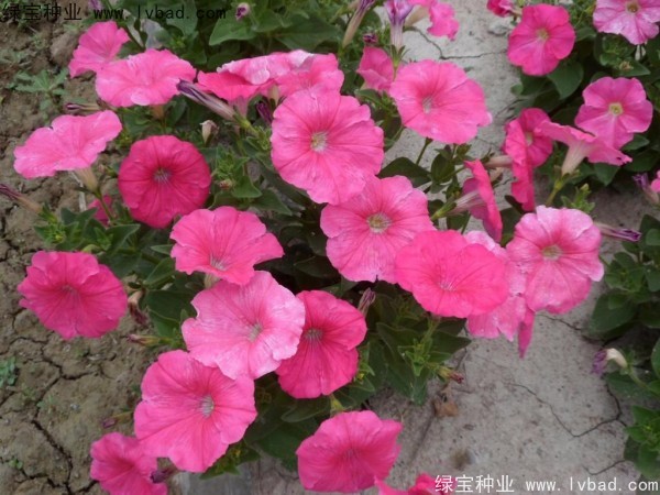 <a href='https://www.lvbad.com/caohuazhongzi/1017.html' target='_blank'>矮牵牛</a>种子