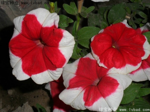 <a href='https://www.lvbad.com/caohuazhongzi/1017.html' target='_blank'>矮牵牛</a>种子
