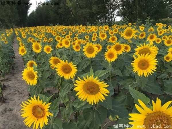 <a href='https://www.lvbad.com/caohuazhongzi/1018.html' target='_blank'>矮向日葵</a>图片