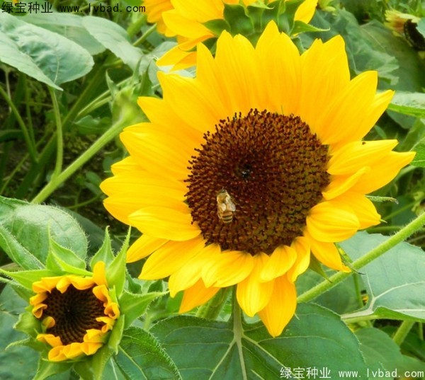 矮<a href='https://www.lvbad.com/caohuazhongzi/97271.html' target='_blank'>向日葵</a>图片