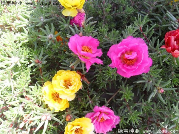 半枝莲种子