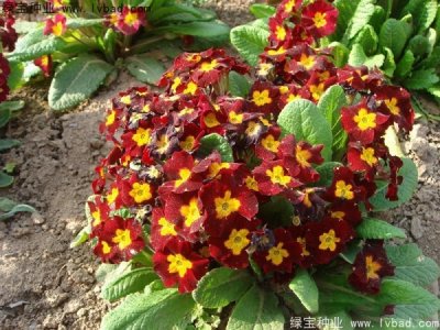 报春花种子