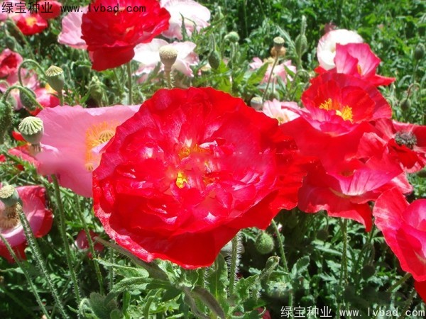 <a href='https://www.lvbad.com/caohuazhongzi/1025.html' target='_blank'>冰岛虞美人种子</a>
