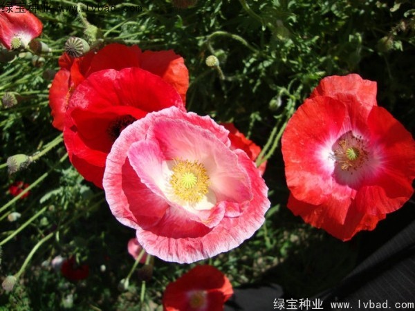 冰岛虞美人种子