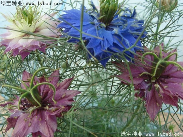 <a href='https://www.lvbad.com/caohuazhongzi/1026.html' target='_blank'>波斯宝石</a>