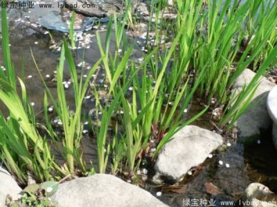 菖蒲种子