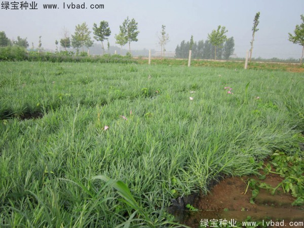 常夏石竹图片