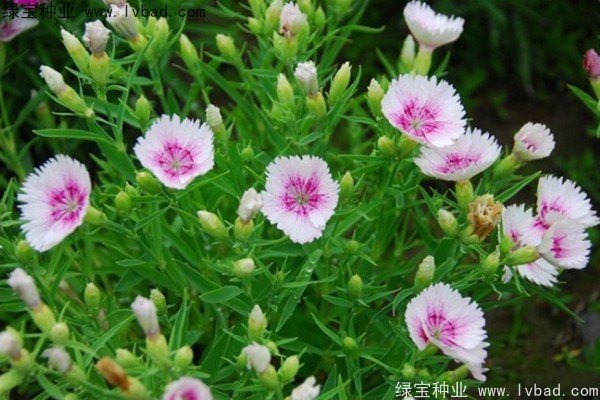 常夏石竹图片