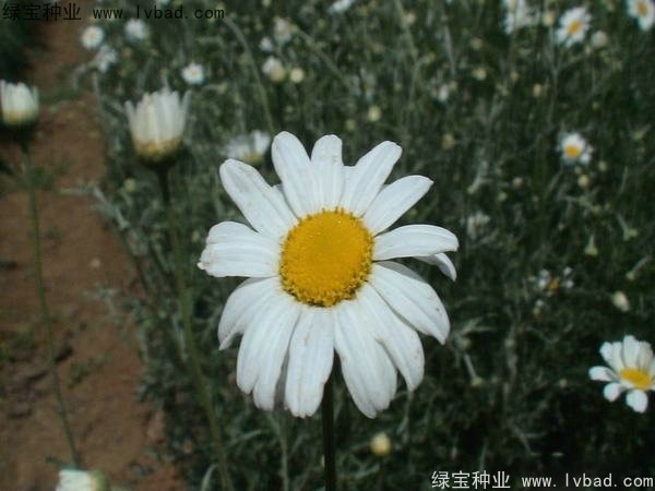 除虫菊种子
