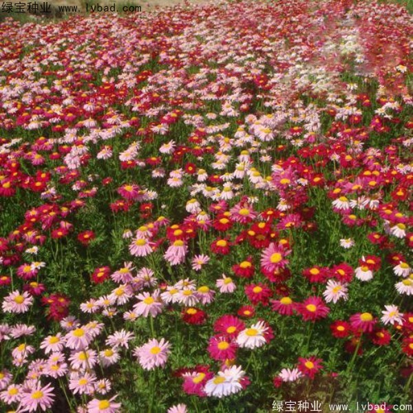 除虫菊种子