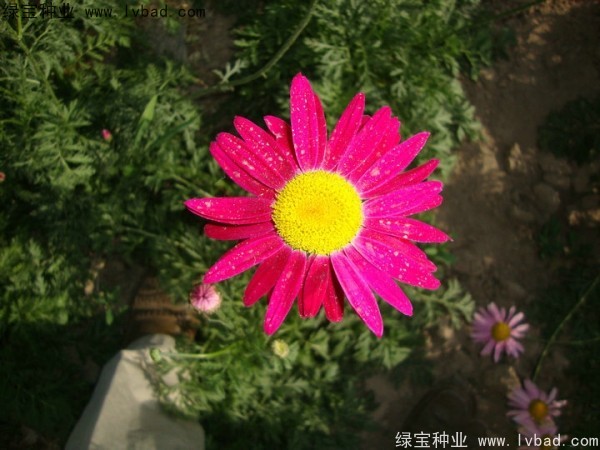 除虫菊种子
