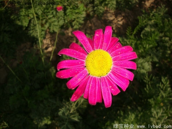 除虫菊种子