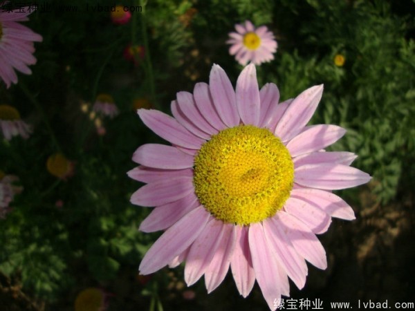 除虫菊种子
