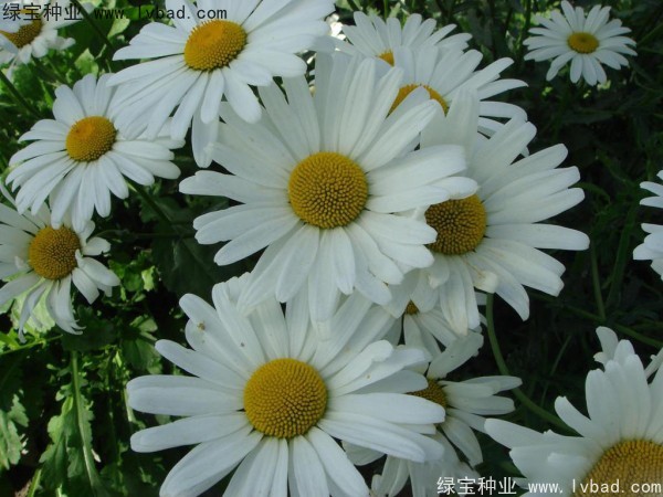 大滨菊种子图片