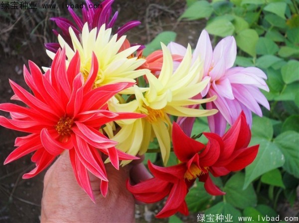 大丽花种子